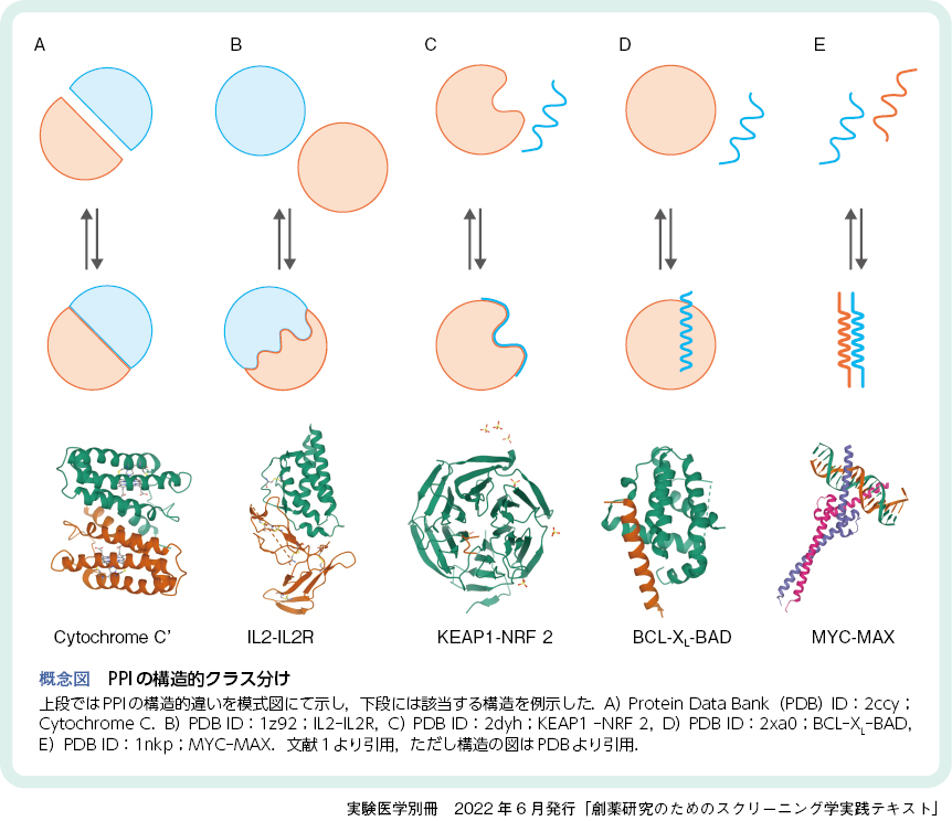 タンパク質 タンパク質相互作用（ppi）を標的とした創薬：日経バイオテクonline
