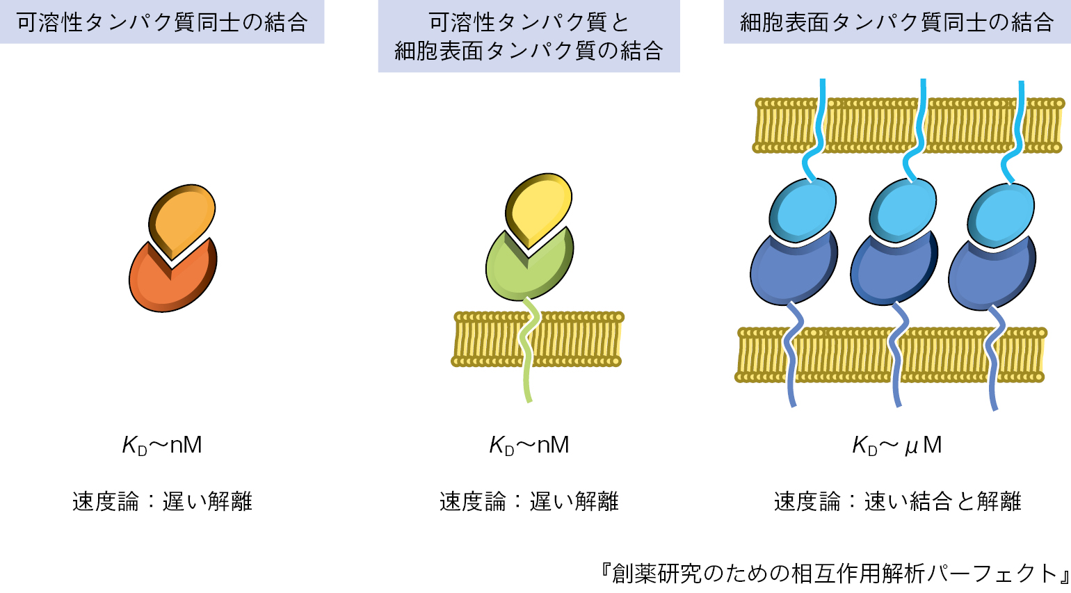 生命現象における“相互作用”の考え方：日経バイオテクONLINE