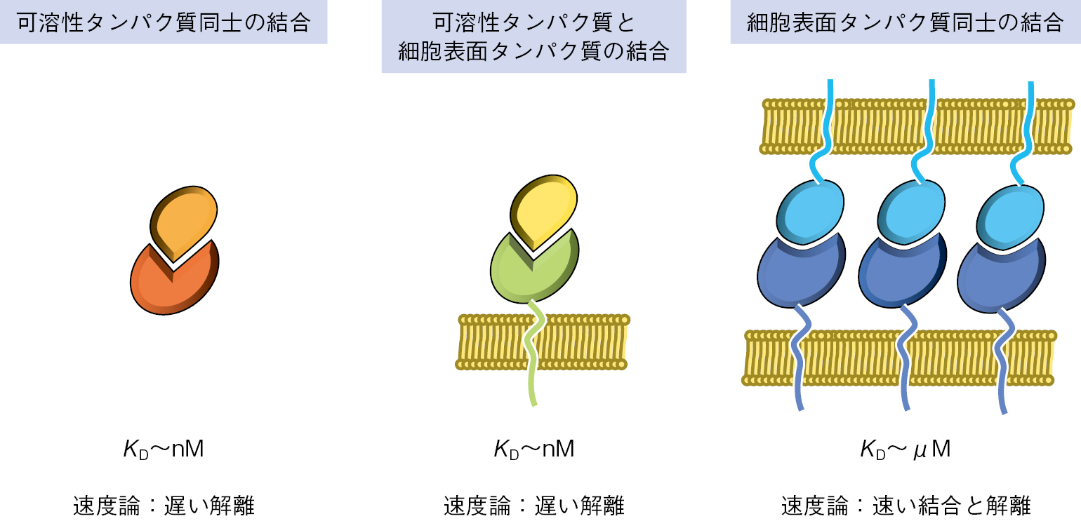 図１　生命分子の相互作用の種類