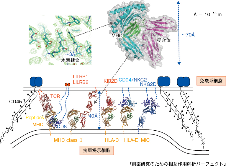 図2　細胞膜間の受容体と抗原の相互作用