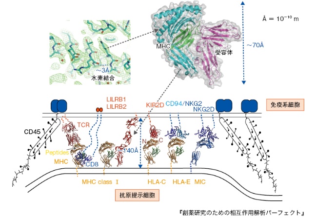 図2 細胞膜間の受容体と抗原の相互作用