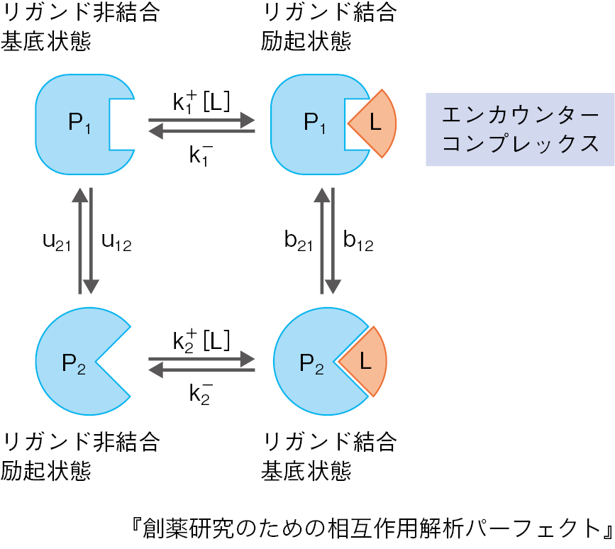 図3　エンカウンターコンプレックスと相互作用