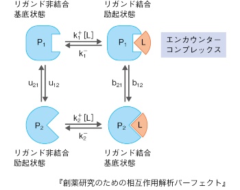 図3 エンカウンターコンプレックスと相互作用