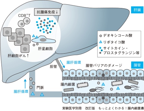 図3 肥満で増加した腸内細菌の代謝物質と菌体成分が肝がん微小環境を悪化させる