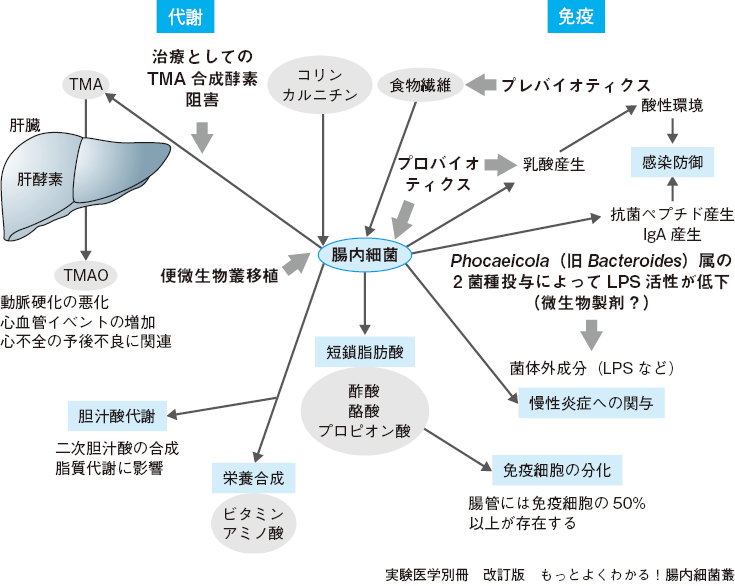 腸内細菌叢のバランス異常（dysbiosis）と疾患【後編】：日経