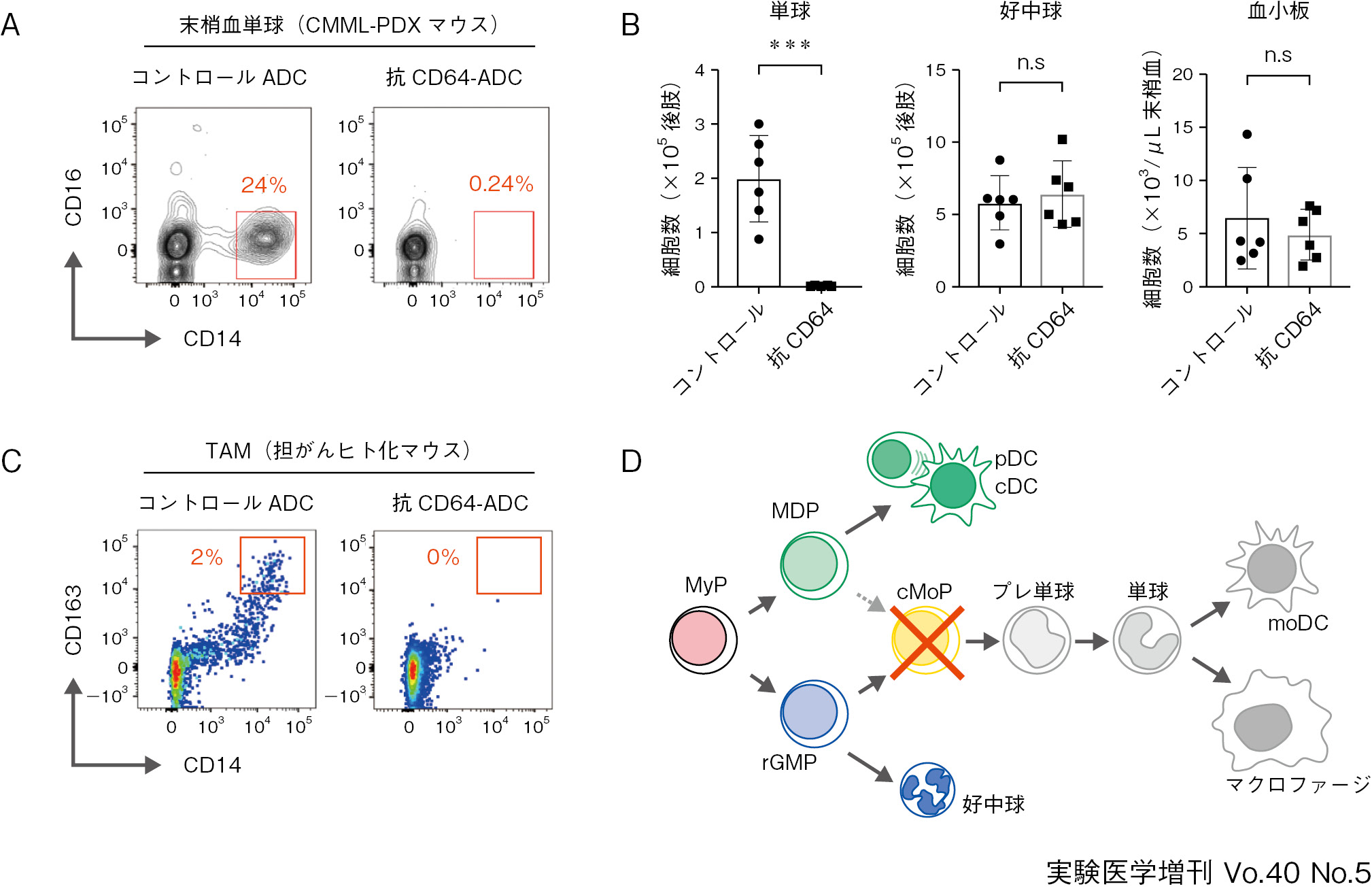 マクロファージ分化経路とその治療標的としての可能性：日経