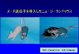 静脈内注射の世界チャンピオン