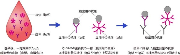 図2　抗体検査の原理の大まかなイメージ（検査ごとに詳細は異なる）