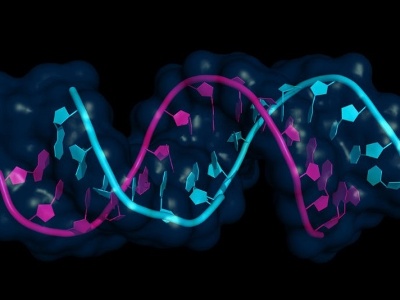 20塩基ほどのマイクロRNA(図中はピンク色)がmRNA(青色)に結合することで翻訳を抑制する(画像:123RF)