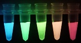 阪大の永井健治教授ら、明るい5色の発光蛋白質で細胞内の微細構造を同時計測