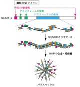 北大廣瀬氏、「lncRNA狙った創薬には構造体の立体構造の理解が重要」