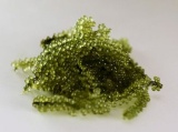 OIST、沖縄特産「海ぶどう」のゲノムを高品質解読