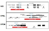 東大、3つの神経筋疾患に共通する異常なリピート配列を発見、創薬応用へ