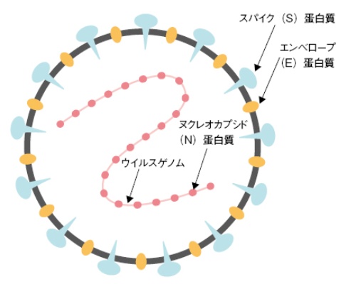 図1　新型コロナウイルスの基本的な構造
