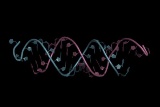 英Silence社、英AZ社と心血管・腎・代謝・呼吸器疾患にsiRNA薬開発へ