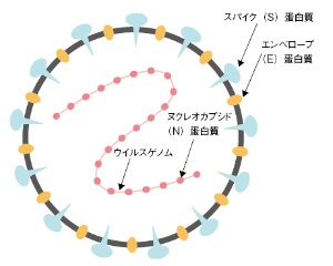 ワクチンが効かない 新型コロナでも浮上する 抗体依存性感染増強 日経バイオテクonline ワクチンが効かない 新型コロナでも浮上する 抗体依存性感染増強 日経バイオテクonline