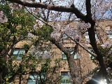 かずさDNA研と島根大、京都府立大、遺伝子解析でサクラの開花予想