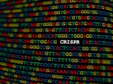 モダリス、CRISPRの基本特許で米Editas社と医薬品向けライセンス契約
