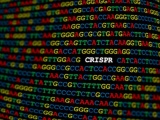 CRISPR社と米Vertex社、βサラセミアのゲノム編集療法でPOCを取得