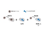 東大医科研河岡氏、「新型コロナに生ワクチンは効く可能性が高い」