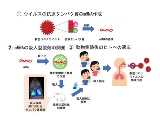 長崎大、新型コロナに経肺投与のmRNAワクチンを開発中