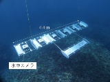 東大とウインディーなど、AIカメラアレイでサンゴ分布調査