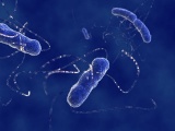 東工大、大腸菌の人工ゲノムを構築する産学連携プロジェクトが発足