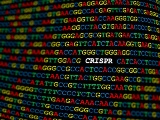 米研究者、CRISPRによる免疫抑制で抗AAV抗体の産生を抑制