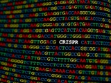 UCSD、ジーンドライブを中和する遺伝子制御技術を開発
