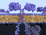 Pennsylvania大学、PAK4阻害薬の併用でcold tumorに対するCAR-T療法の効果が向上