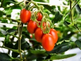 筑波大発サナテックシード、ゲノム編集トマトの苗を来春から提供へ