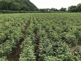王子HD、薬用植物カンゾウの短期栽培技術を確立