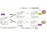 神大と京大、理研、阪大、ジャガイモのソラニンはトマトの苦み成分から分岐進化