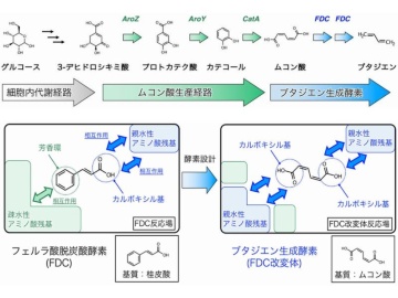 理研と横浜ゴム、日本ゼオン、ブタジエンの発酵生産で低炭素に貢献へ