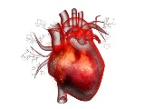 Heartseed、資金調達でiPS細胞由来心筋球の開発推進や製造法改良へ