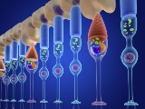 米Biogen社、先天性網膜疾患の遺伝子治療が第3相臨床試験で失敗