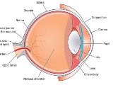 仏GenSight Biologics社、レーバー遺伝性視神経症対象の遺伝子治療第3相で好結果