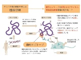 北大、SARS-CoV-2の新規治療薬開発へクラウドファンディング
