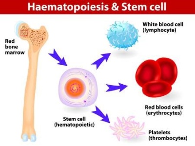 骨髄から採取された間葉系幹細胞（MSC）は様々な細胞に分化できるため再生医療で注目されている（画像：123RF）