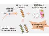 京都大、ヒトiPS細胞由来の肺前駆細胞を拡大培養してマウス肺に生着成功