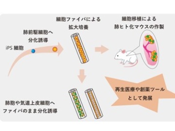 京都大 ヒトips細胞由来の肺前駆細胞を拡大培養してマウス肺に生着成功 日経バイオテクonline 京都大 ヒトips細胞由来の肺前駆細胞を拡大培養してマウス肺に生着成功 日経バイオテクonline