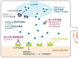 抗体医薬登場で片頭痛は予防する時代に!