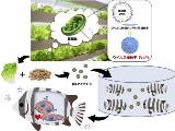 茨城大など、タバコ葉で魚病ウイルスの経口ワクチン開発