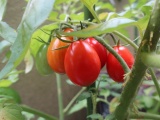 パイオニアエコサイエンス、ゲノム編集トマト青果物を販売開始