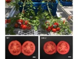 名古屋大、ゲノム編集でトマト実用品種の果実を高糖度に