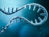 Amgen社と米Arrakis社、RNA分解誘導薬の研究開発に向け提携