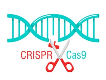 米Texas大、CRISPRのオフターゲットを回避するCasバリアント創出に成功
