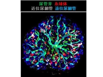 熊本大西中村教授、3種の前駆細胞で高次構造を持つ腎臓の開発進める
