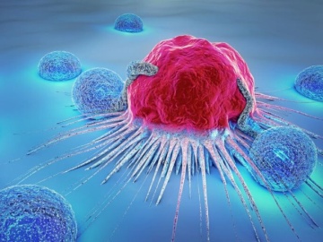 腫瘍抗原に依存しない自然免疫系キラーT細胞を発見、がん免疫療法に応用期待