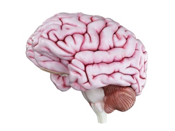 米Allen研究所、AD患者の脳のアトラス作製過程で得られた最初のデータを公開